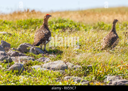 Hommes et femmes de lagopèdes des saules (Lagopus lagopus), réserve écologique de Cape St. Mary's, Terre-Neuve Canada Banque D'Images