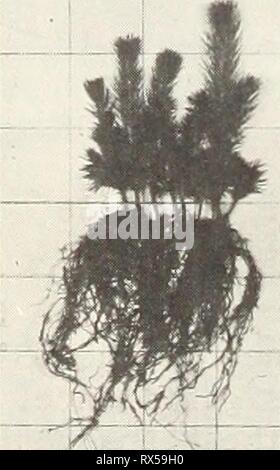 Effets de la fumigation du sol sur les effets de la fumigation du sol sur la production de matériel de pépinière de conifères à deux montagnes Rocheuses du nord forestières effectsofsoilfum91boyd Année : 1971 Sans Fumigation Fumigation l'épinette d'Engelmann (3-0) Savenac nursery Banque D'Images