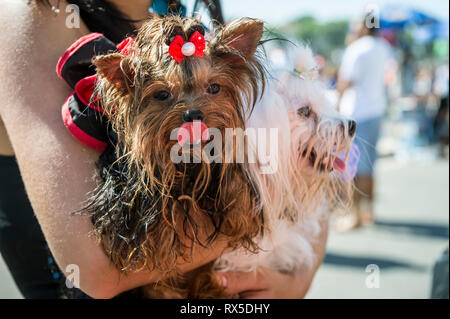 Deux petits chiens, ni de les bras de leur propriétaire marche sur la promenade à Ipanema, Rio de Janeiro, Brésil Banque D'Images