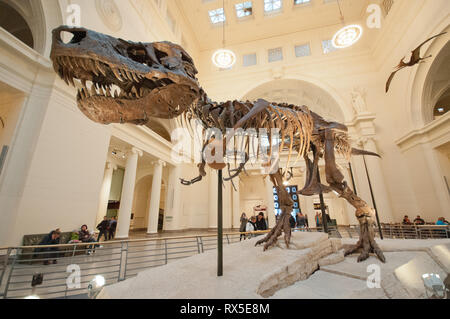 Amérique latine, États-Unis, Illinois, Chicago, le musée Field d'Histoire Naturelle, Sue, le Tyrannosaurus rex combustibles Banque D'Images