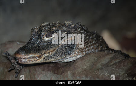 L'Europe, Italie, Rome, l'Alligator sinensis, Bioparco, alligator, alligator chinois Banque D'Images