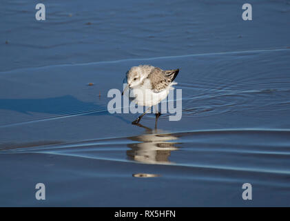 Bécasseau sanderling Calidris alba, nourriture, dans une eau peu profonde, la baie de Morecambe, Lancashire, UK Banque D'Images