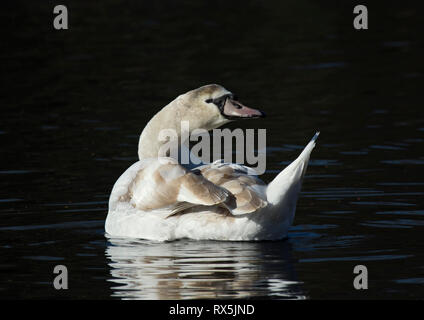 Blanc adultes Cygne muet, Cygnus olor, sombre dans l'eau, sur le lac, dans le parc Stanley, Lancashire UK Banque D'Images