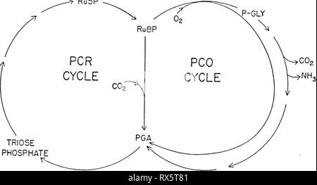 Effets du dioxyde de carbone sur les effets du dioxyde de carbone sur la physiologie et la biochimie de la photosynthèse dans effectsofcarbond soja00camp Année : 1986 12 Ru5P Banque D'Images
