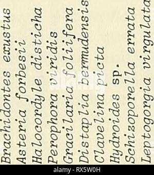 Effets écologiques des décombres weir effets écologiques des décombres à la construction de la jetée de weir Murrells Inlet, en Caroline du Sud, ecologicaleffect00vand Année : 1984 o Cq 03 y&gt ; un cq, cc 26 Banque D'Images