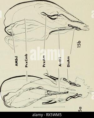 . Le complexe de l'éjaculation dans l'eau (acariens Acari:parasitengona ...