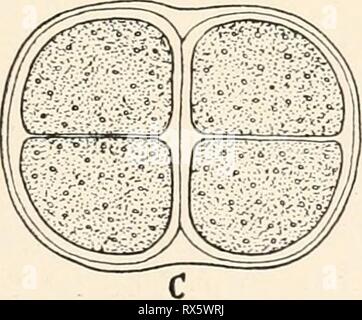 Einführung in die Biologie (1912) Einführung in die Biologie einfhrungindie00maas Année : 1912 Zweites Chapitre. Bau und Leben der Lagerpflanzen. Spaltalgen Spaltpilze und. Geißelalgen : Euglena. (Mesocarpus Grünalgen : Frucht- sporen) ; Oedogonium (Schwärmsporen Samensäcke Eisäcke, und, geschlechtliche ungeschlechtliche Fortpflanzung und) ; Vaucheria Cladophora (Scheitelzelle ;). Rotalgen : Batrachospermum. Braunalgen : Fucus. Algenpilze : Saprolegnia, Mucor. Schlauch- pilze : Penicillium, Eryslphe, Morchella. Ständerpilze Hutpilze- und Rost :. Ziemlich abseits von den Gewächsen stehen Die übrigen Spalt- Banque D'Images