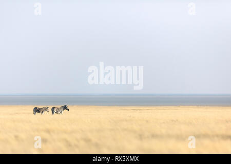 Zebra à l'air libre à Etosha National Park Banque D'Images