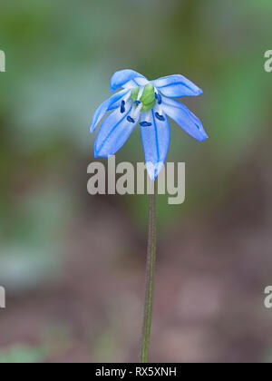 Un sibérien solitaire squill pousses vers le haut du plancher de bois. Banque D'Images