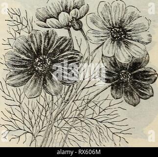 E H Hunt seedsman seedsman E. H. Hunt : ehhuntseedsman1895hunt Année : 1895 COSMOS. Banque D'Images