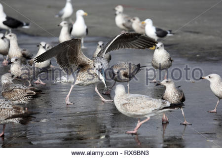 Dingle, Irlande. 05Th Mar, 2019. Une mouette rss sur le maquereau dans les chauds rayons du soleil iin Dingle, comté de Kerry, cet après-midi. Crédit : la double couche/Alamy Live News Banque D'Images