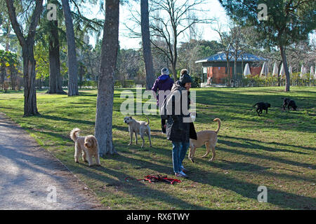 Madrid, Espagne - 13 Février - 2019 : Un dogwalker passer du temps avec trois chiens dans un parc urbain sur une journée ensoleillée. Banque D'Images