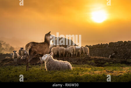 Un cerf et un troupeau de moutons bénéficiant d'un lever de soleil à Broadway Cotswolds Banque D'Images