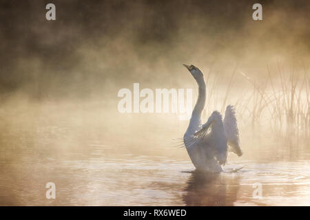 Swan s'étend ses ailes sur la rivière Avon sur un matin brumeux Banque D'Images