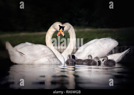 Famille de cygnes faisant un coeur avec leurs cous avec logo sur la rivière Avon à evesham Banque D'Images