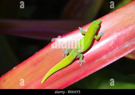 Gecko de poussière d’or Banque D'Images