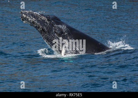 Humpback Whale breaching, la réserve écologique de Witless Bay, Newfoundland, Canada Banque D'Images