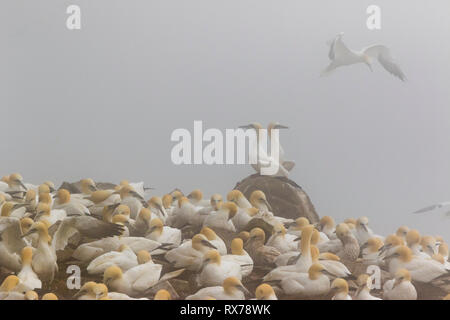 Dans le brouillard de bassan, Morus bassanus, réserve écologique de Cape St. Mary's, Terre-Neuve, Canada, colonie de reproduction des oiseaux,, Banque D'Images