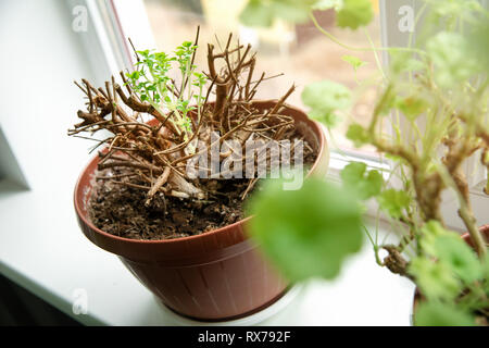 De nouvelles pousses au printemps en pot de fleur fuchsia on windowsill Banque D'Images