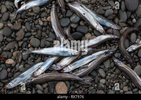 Le capelan échoués sur la plage rocheuse, de la nourriture pour les baleines et les oiseaux de mer, plage de Saint Vincent, Saint Vincent, Terre-Neuve, Canada Banque D'Images