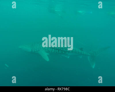 Requin-baleine dans l'océan avec les poissons et Cobia Remoras, Australie occidentale Ningaloo Reef Banque D'Images