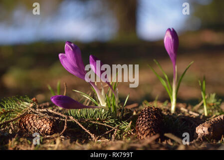 Les fleurs du printemps. Les crocus en fleurs dans la forêt. Journée ensoleillée Banque D'Images