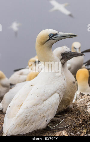 Fou de Bassan, Morus bassanus, chick avec parent au cap St. Mary's, Terre-Neuve, Canada Banque D'Images