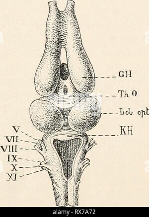 Einleitung in die vergleichende gehirnphysiologie Banque D'Images