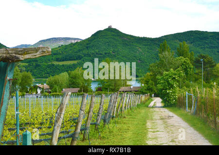 Lac de Kaltern Vignoble, voir Kalterer. Grape plantation près de Caldaro Lake dans la région de Bolzano, le Tyrol du Sud, Italie. Banque D'Images