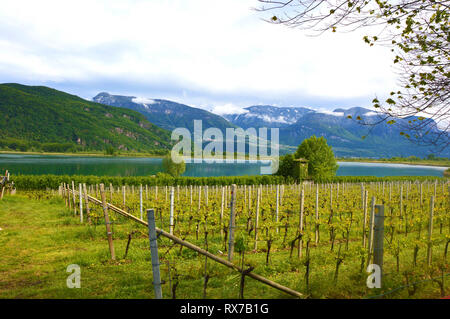 Lac de Kaltern Vignoble, voir Kalterer. Grape plantation près de Caldaro Lake dans la région de Bolzano, le Tyrol du Sud, Italie. Banque D'Images