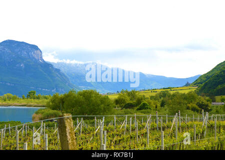 Lac de Kaltern Vignoble, voir Kalterer. Grape plantation près de Caldaro Lake dans la région de Bolzano, le Tyrol du Sud, Italie. Banque D'Images