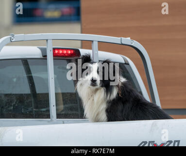 Border Collie noir et blanc ouvert en arrière de camionnette utilitaire. Banque D'Images