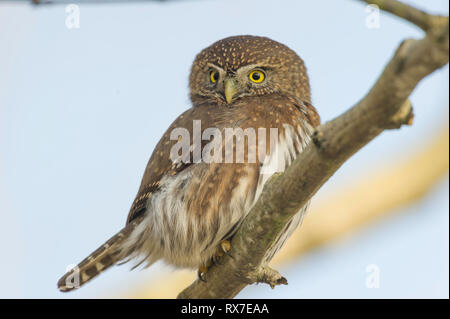 Le Pygmy-Owl du Nord est peut-être minuscule, mais c’est un chasseur féroce qui a un goût pour les oiseaux chanteurs. Ces hiboux sont principalement brun foncé et blanc, avec de longues queues, des têtes arrondies sans à-coups, et des yeux jaunes perçant. Ils chassent pendant la journée en s'asseyant tranquillement et surprennent leur proie. Banque D'Images