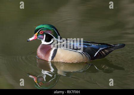 Le canard à bois (Aix Sponsa) ou le canard de Caroline( est une espèce de canard perçant que l'on trouve en Amérique du Nord. C'est l'une des plus colorées de la sauvagine nord-américaine Banque D'Images