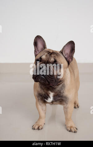 Fauve masque noir bouledogue français chiot est debout sur sol carrelé. Animaux de compagnie. Chien de race pure. Banque D'Images