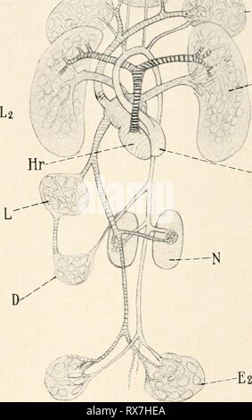 Einführung in die Biologie (1912) Banque D'Images