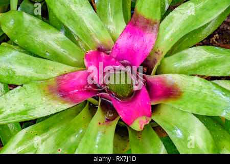 Feuilles de broméliade indigènes de la forêt tropicale brésilienne Banque D'Images