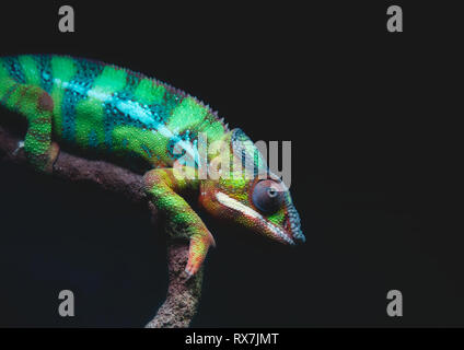 Portrait en gros plan d'un caméléon panthère de couleur vive (Furcifer pardalis) reposant sur une branche d'arbre sur un fond sombre Banque D'Images