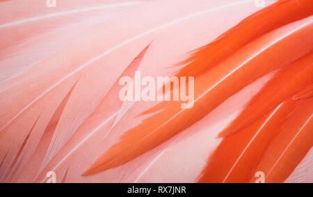 Beau gros plan de rose et orange flamingo plumes formant une texture background full-frame Banque D'Images