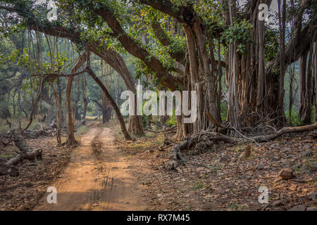 Une route dans la jungle dans le parc national de Ranthambore en Inde Banque D'Images