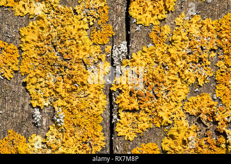 Lichen Orange commun, maritime, Liched sunburst, Xanthoria parietina Bredhurst Woodlands, Kent UK, une forte pollution espèces tolérantes, croissant sur woodlan Banque D'Images