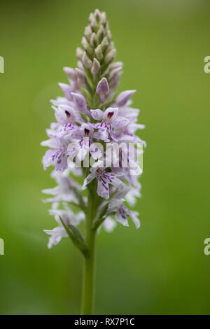La commune, d'Orchidées Dactylorhiza fuchsii, Monkton Nature Reserve, Kent, UK Banque D'Images