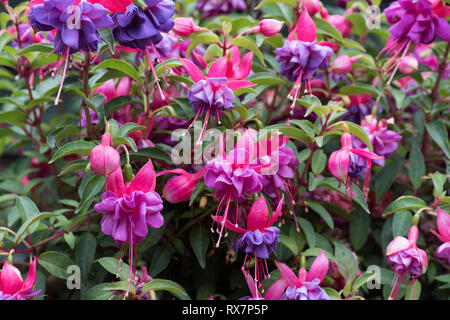 Fleur fuchsia, couleur rouge sang, Jardin, Kent UK Banque D'Images