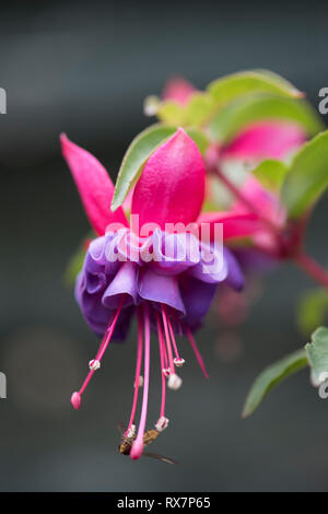 Fleur fuchsia, couleur rouge sang, Jardin, Kent UK Banque D'Images