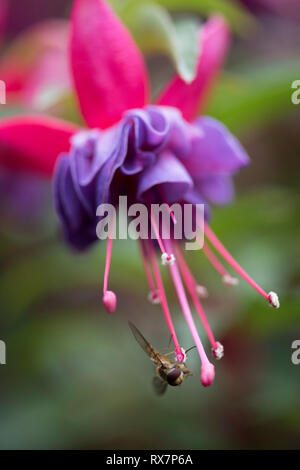 Fleur fuchsia, couleur rouge sang, Jardin, Kent UK Banque D'Images