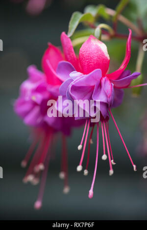 Fleur fuchsia, couleur rouge sang, Jardin, Kent UK Banque D'Images