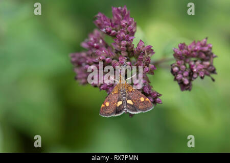 Papillon, de menthe Pyrausta aurata, Warren Queensdown, Kent Wildlife Trust, Royaume-Uni, petit jour & nuit lépidoptère, Banque D'Images