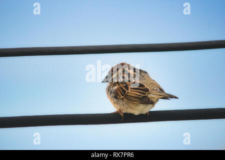 House Sparrow assis sur un fil sur un fond de ciel bleu Banque D'Images