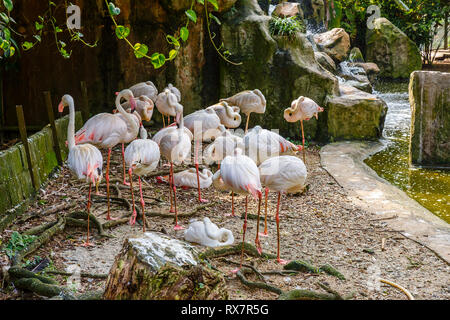 Volée de flamants dans le zoo, flamant rose Banque D'Images