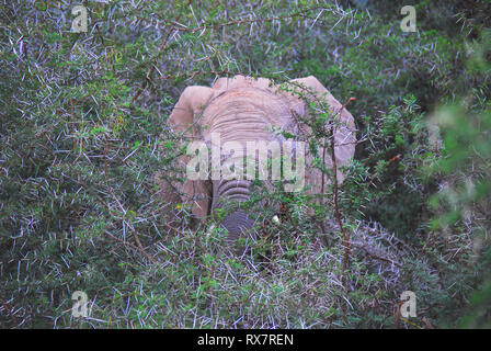 Safari en Afrique du Sud les sensations fortes. Trop près d'un éléphant mâle en colère en musth la charge par le biais d'un grand arbre épineux. Veuillez noter qu'il y a certains motion b Banque D'Images